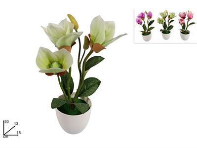 PIANTA ORCHIDEA COL.ASS.