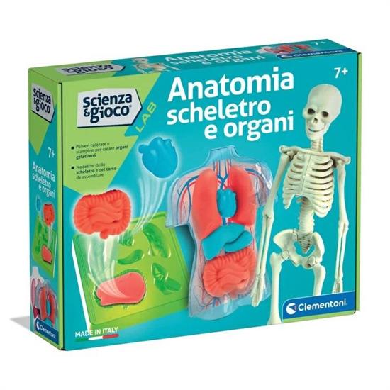ANATOMIA SCHELETRO E ORGANI