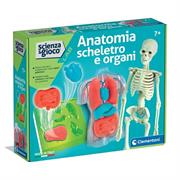 ANATOMIA SCHELETRO E ORGANI