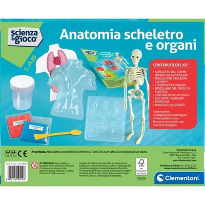 ANATOMIA SCHELETRO E ORGANI