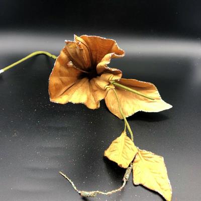 FIORE.LUNGO CAMPANULA ORO 62cm