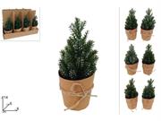 PIANTINA MINI ABETE ASS.