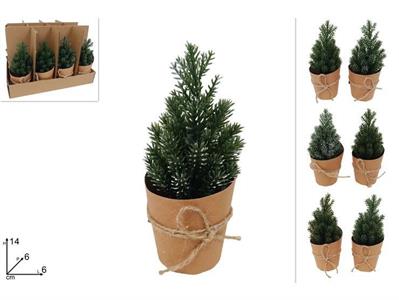 PIANTINA MINI ABETE ASS.