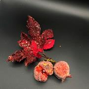 FOGLIA CON MELOGRANO ROSSO .m