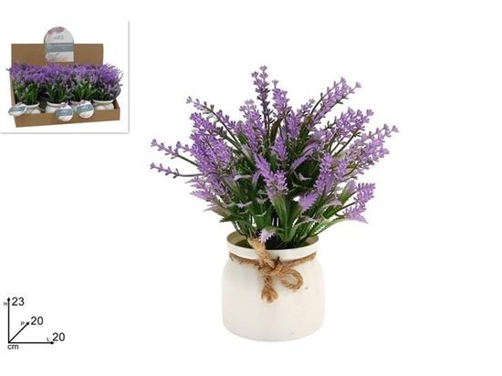 PIANTINA LAVANDA