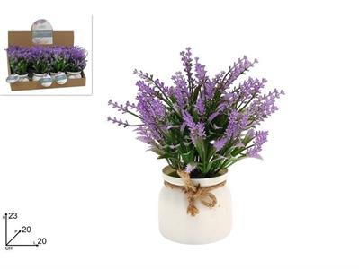 PIANTINA LAVANDA