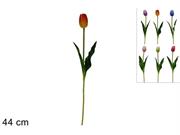 STELO TULIPANO COL.ASS.